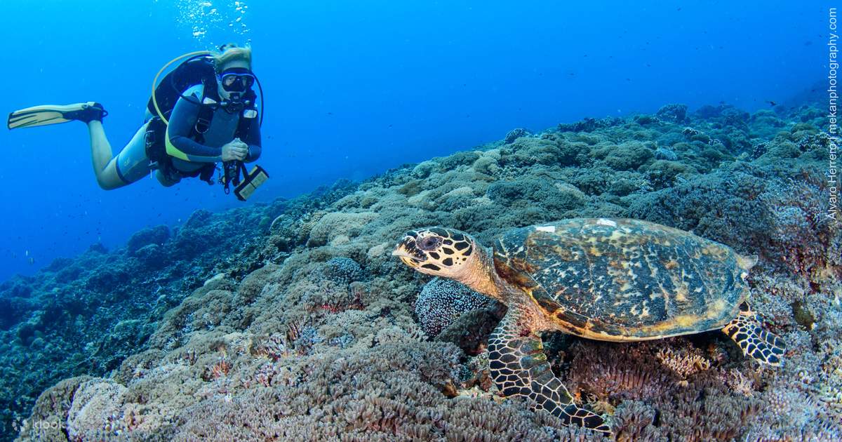 Blue Marlin Scuba Diving in Gili Trawangan Lombok Klook United Kingdom